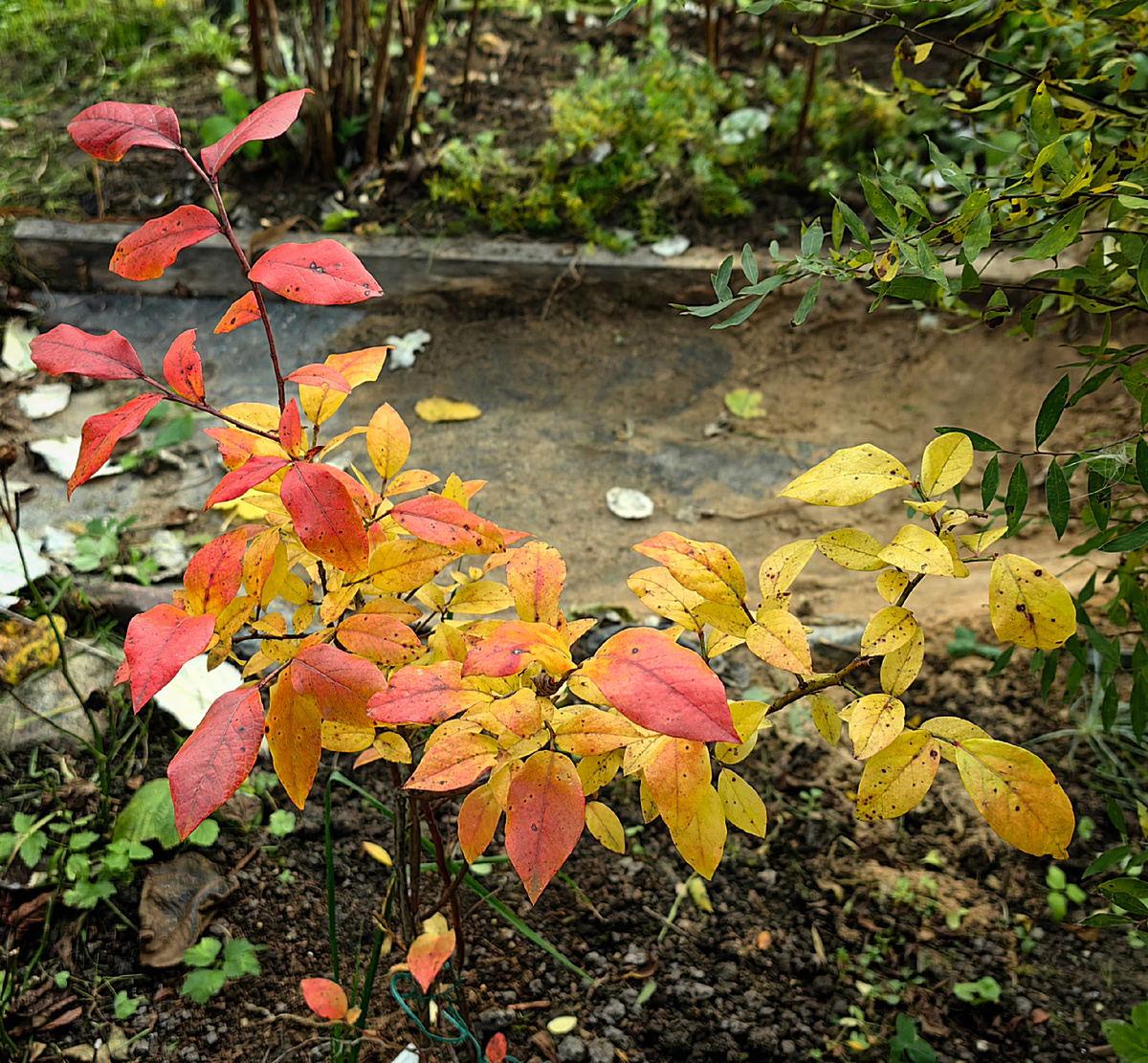Голубика в осеннем наряде