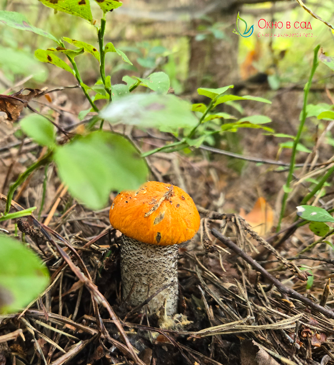 Подосиновик