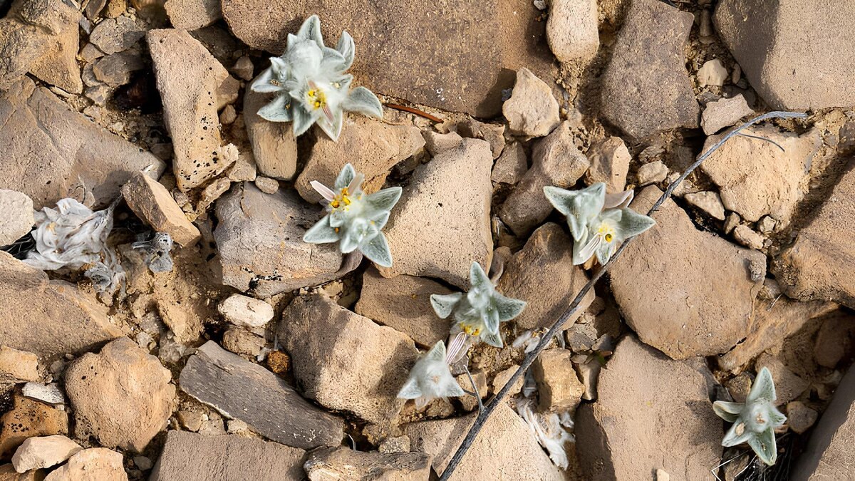     Фото: Big Bend National Park Для изучения таинственного цветка собралась команда ученых из Калифорнийской академии наук, национального парка Биг-Бенд и Университета Сал-Росс