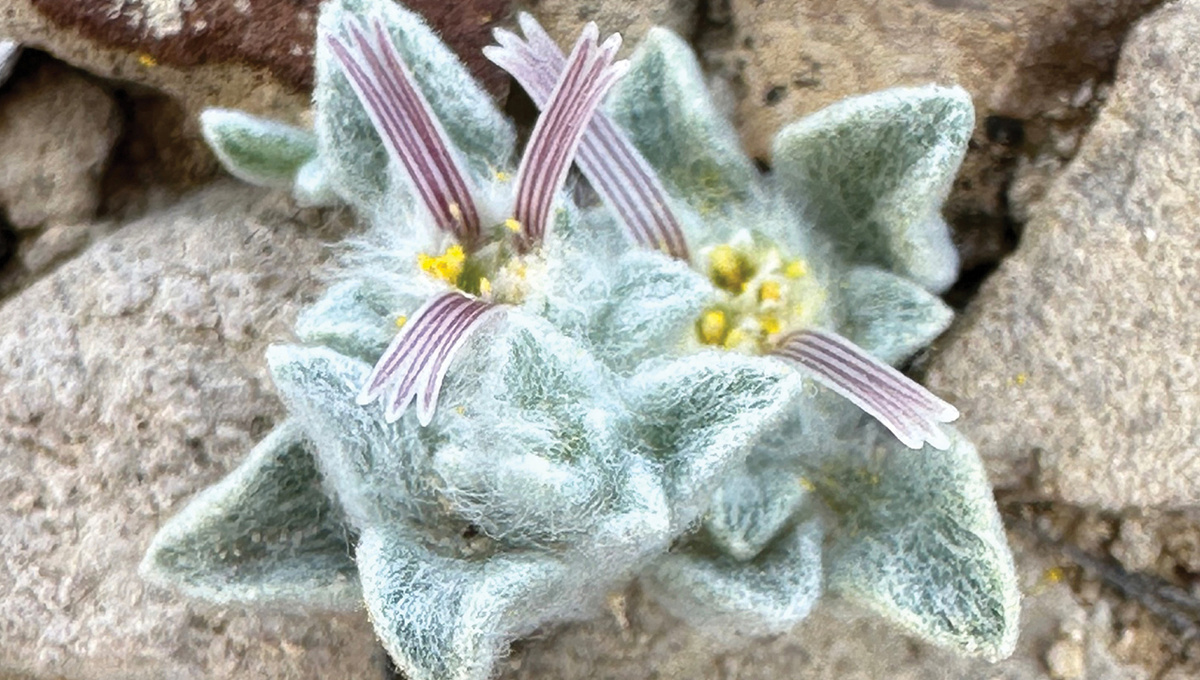     Фото: Wikipedia.org Это растение настолько мало, что ботаники называют его «пузатым» — чтобы как следует его рассмотреть, приходится ложиться на землю. Его диаметр составляет менее восьми сантиметров, и оно часто сливается с окружающим гравием