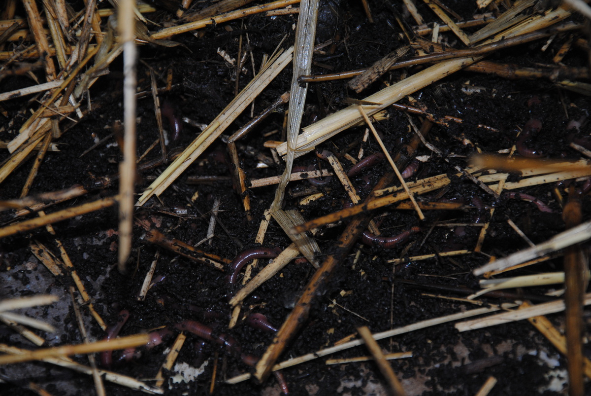 Ангелы земли