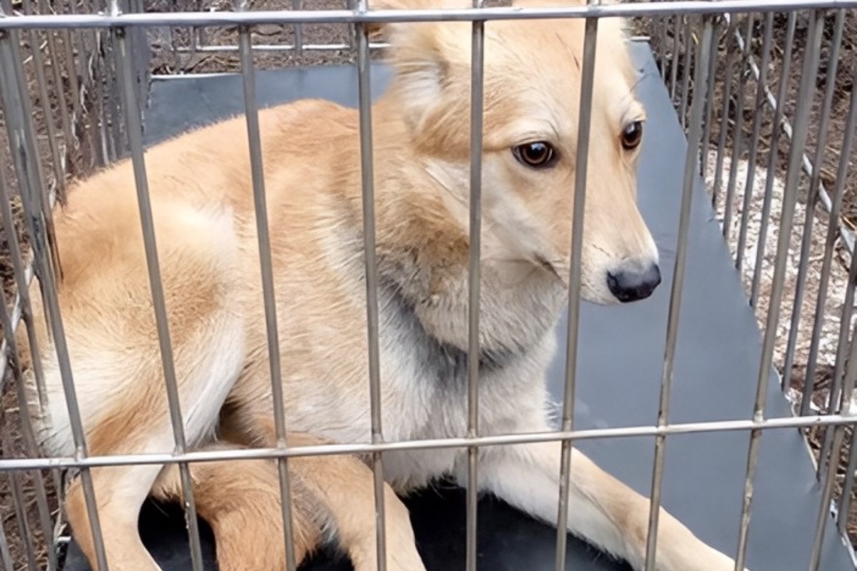 Приют для животных «Велес»