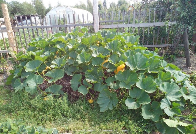 Листья тыквы закрыли доступ к свету сорнякам 