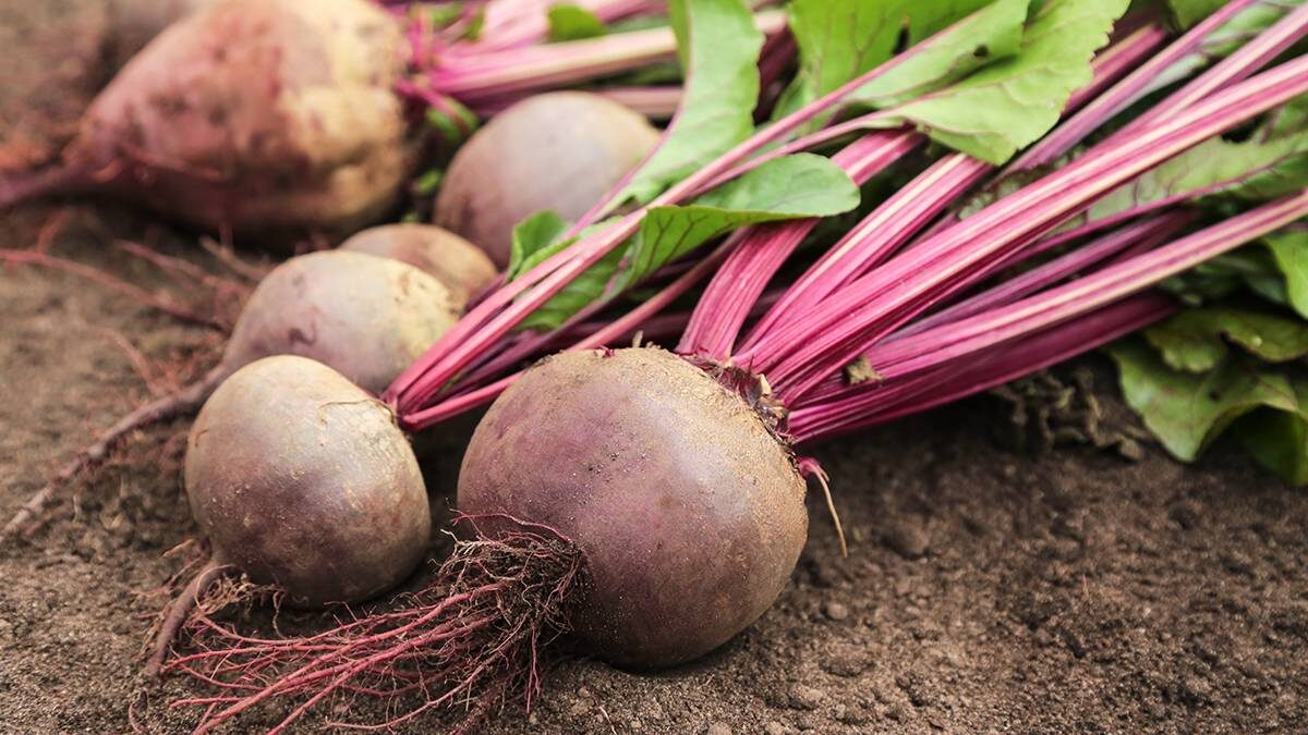    Фото: Shutterstock