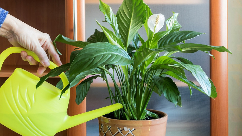 У спатифиллума желтеют листья: почему и что с этим делать