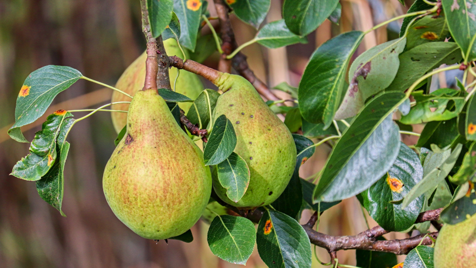 Как заставить грушу плодоносить уже через 2 года. Проверенные способы