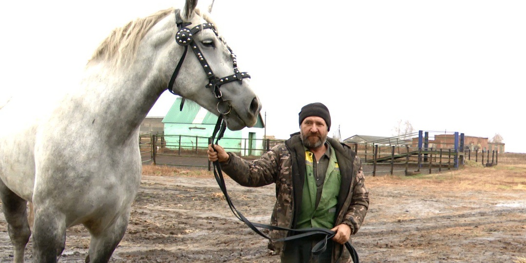Элитные лошади заработали саратовскому фермеру сотни кубков и медалей