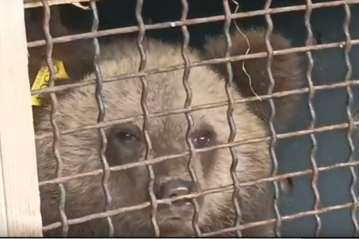    Фото: скрин видео департамента природных ресурсов Костромской области, источник: smi44.ru