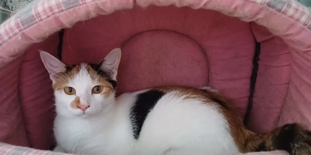 Оставили в зоомагазине