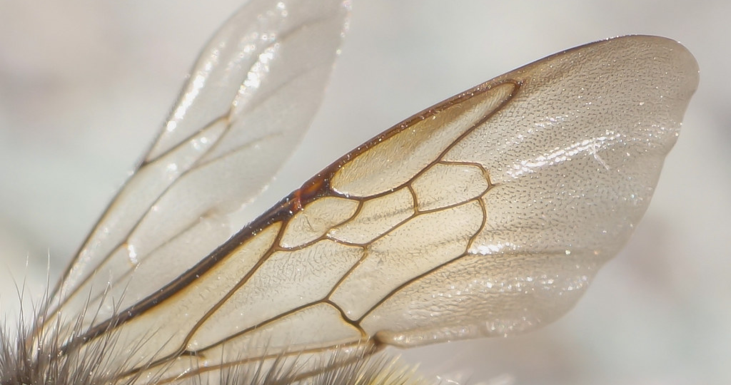 Шмель против законов физики: Гениальная ошибка, которая облетела весь мир