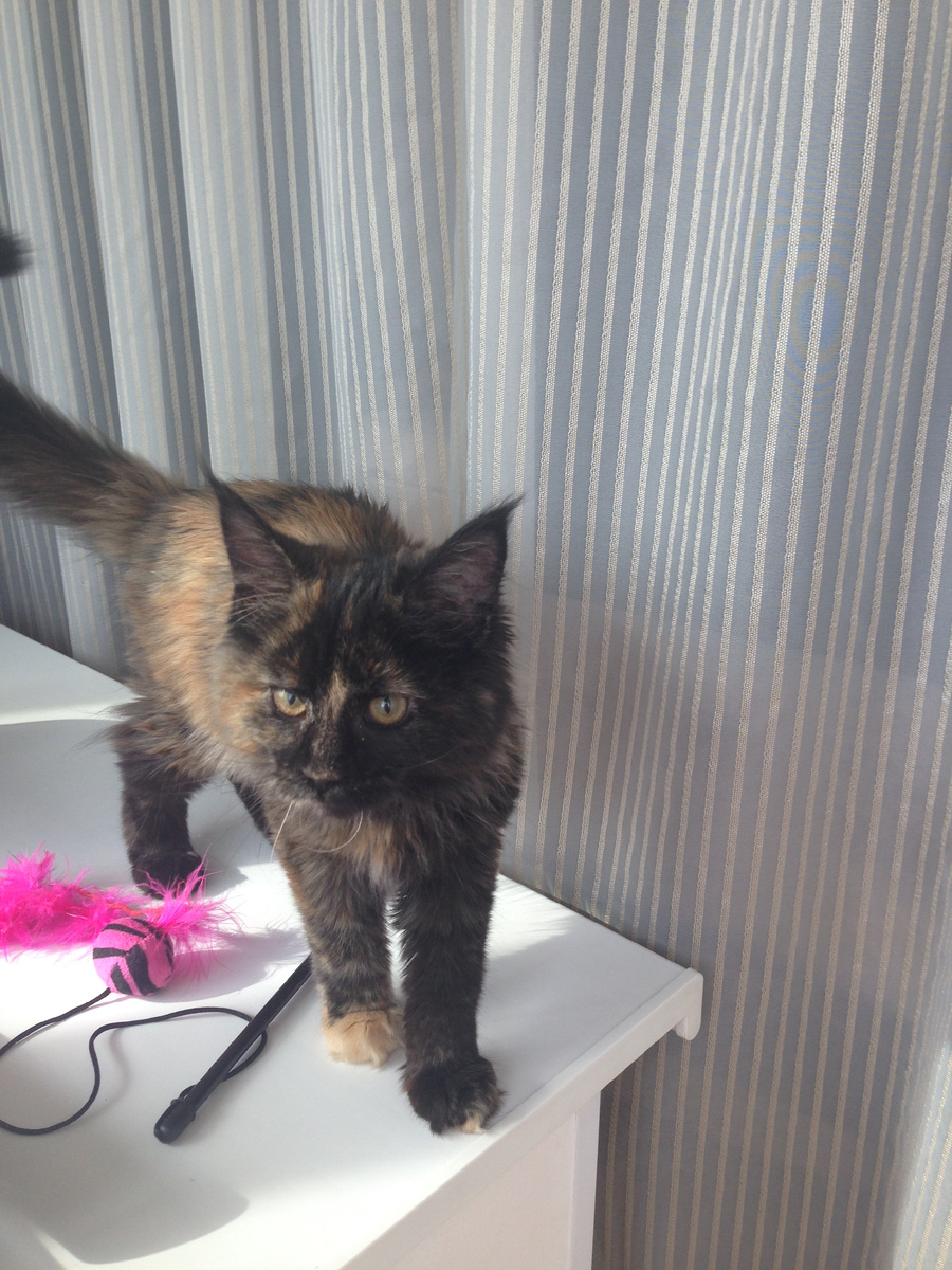 Второй день живет, а уже все столы облазила