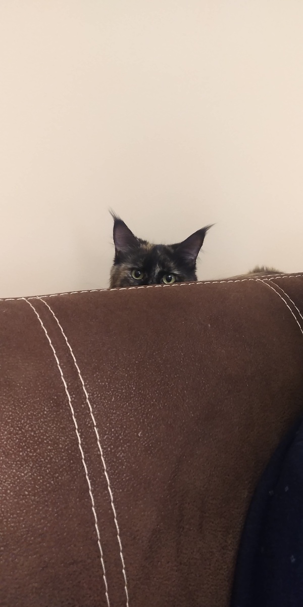 Сейчас уйдут и сразу на стол запрыгну!