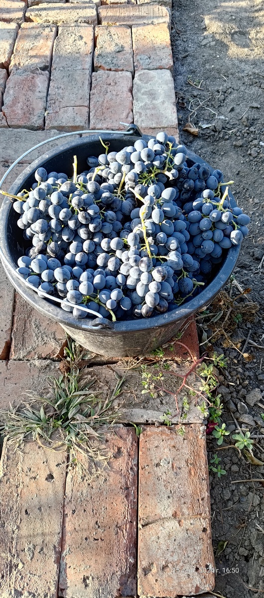 Мой скромный урожай прошлого года. И ягода чистая и работать с ней приятно было, жаль только пока что её мало было.