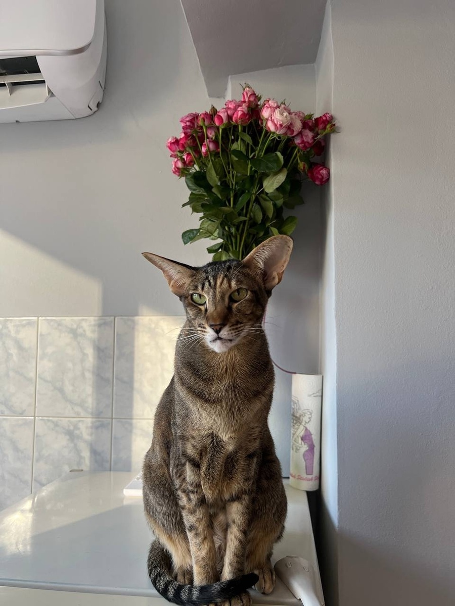    Какие сигналы подают кошки перед приходом в дом большой беды - будьте настороже