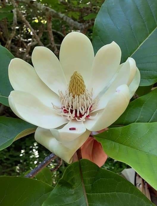 Цветок кунаширской магнолии. Фото Елены Линник. 