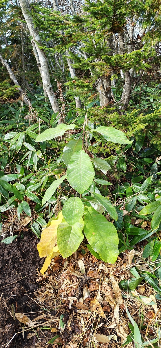 Магнолия на экотропе "Болотный сад"