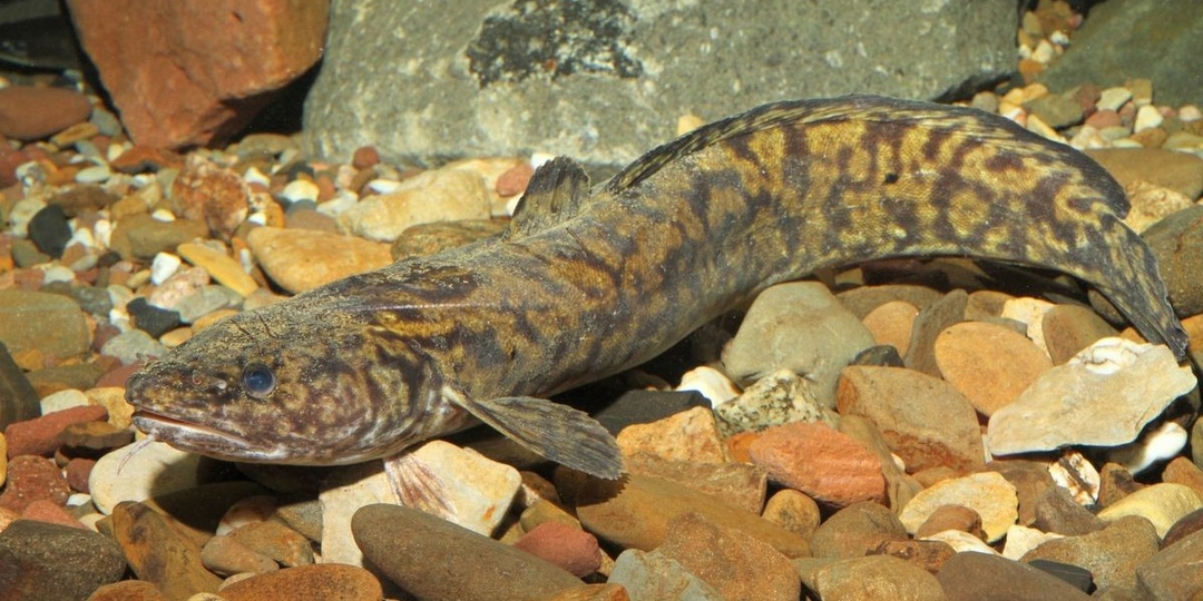 Первые поклевки налима в ноябре: когда начинается жор