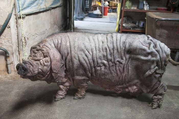 ��������� ��� ����.