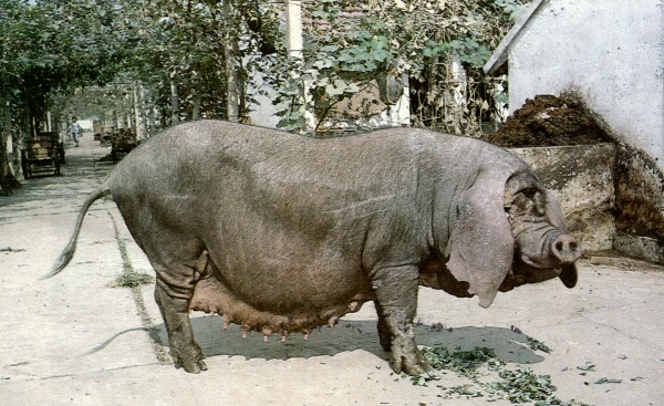 Мобильный молочный завод Свин747 прибыл.