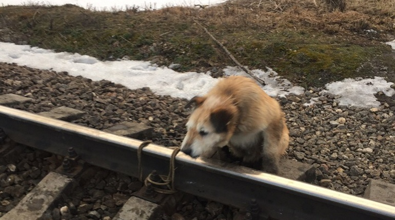 Машинист электрички спас пса в последний момент