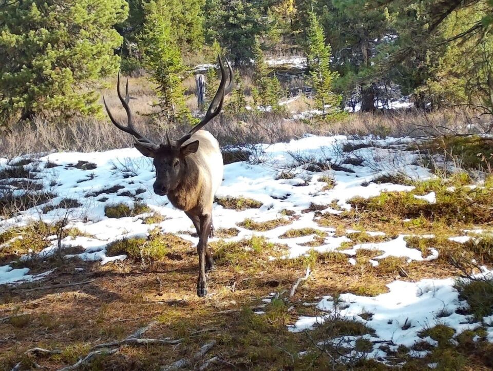    Марал в Алтайском заповеднике. Источник: t.me/altzap