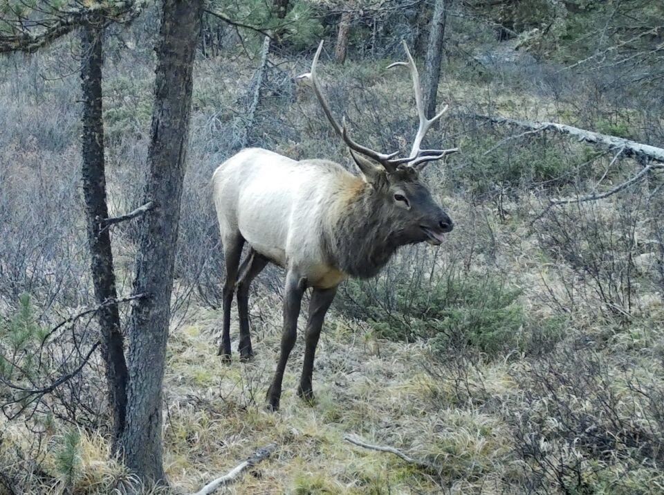    Марал в Алтайском заповеднике. Источник: t.me/altzap