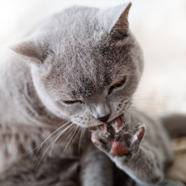 источник фото: https://img.freepik.com/premium-photo/big-grey-cat-is-biting-his-nails_119703-542.jpg