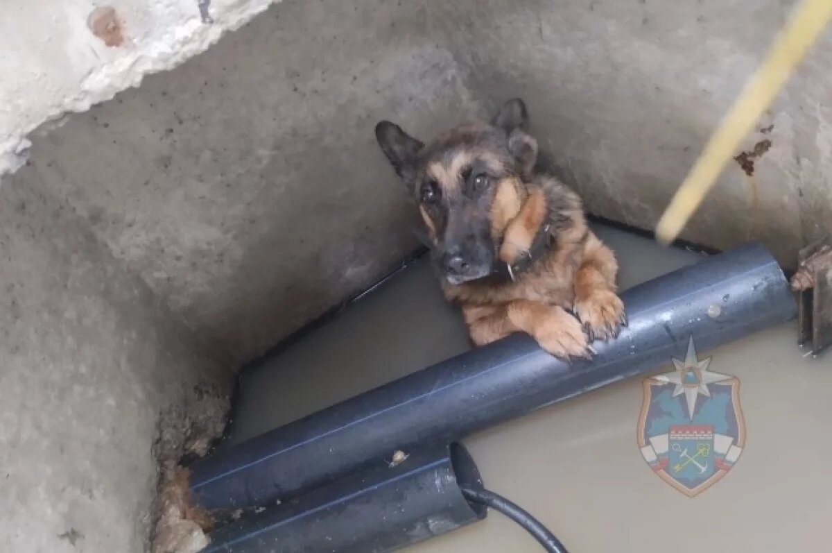    Овчарку, провалившуюся в люк, спасли в Ленобласти