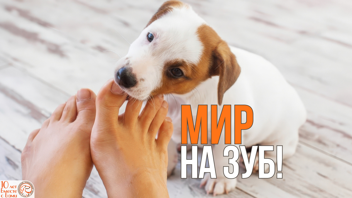 Почему щенки кусают всё подряд? Это их способ познания мира. Наша задача – предложить безопасную альтернативу рукам и ногам | Изображение: DogSelf