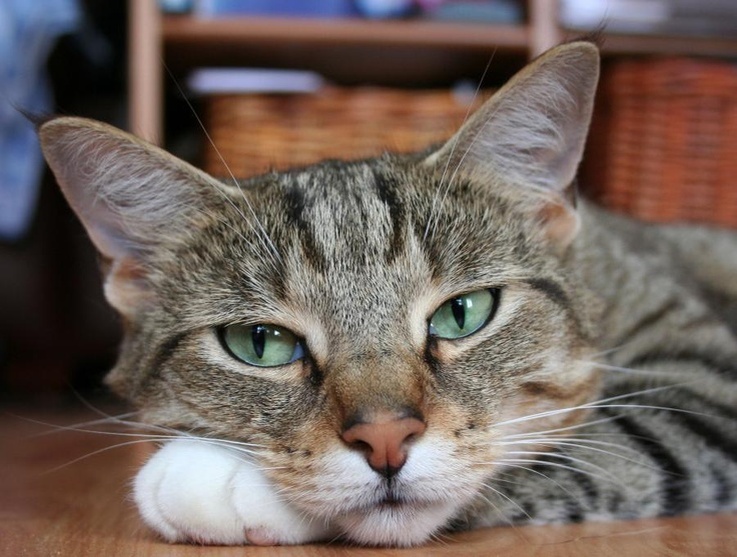 Источник фото - ar.pinterest.com