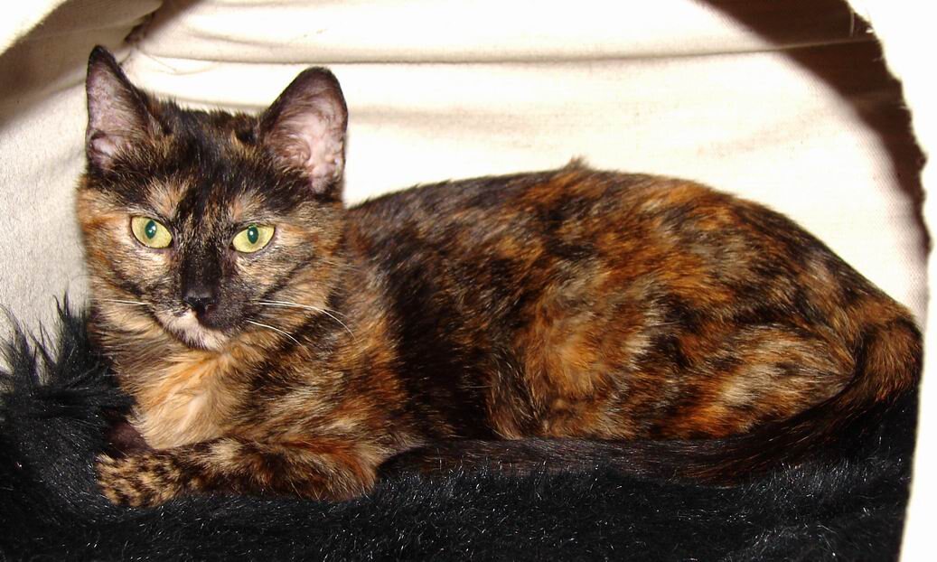 Источник фото - fr.m.wikipedia.org