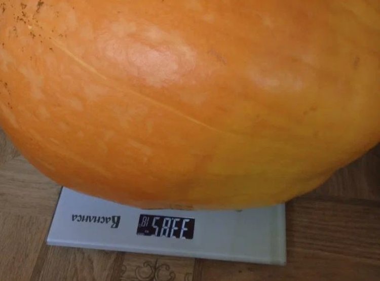    Фото: Светлана Парфенова