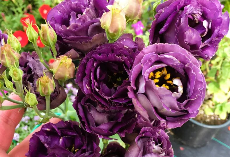 Эустома от А до Я: когда сеять, чем подкармливать, чтобы быстрее росла