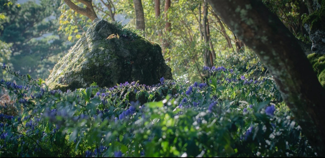 Борец, он же аконит