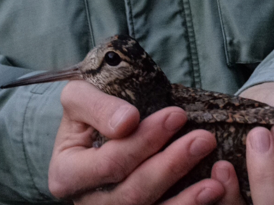     Фото: сommons.wikimedia/Sanja Šumanović