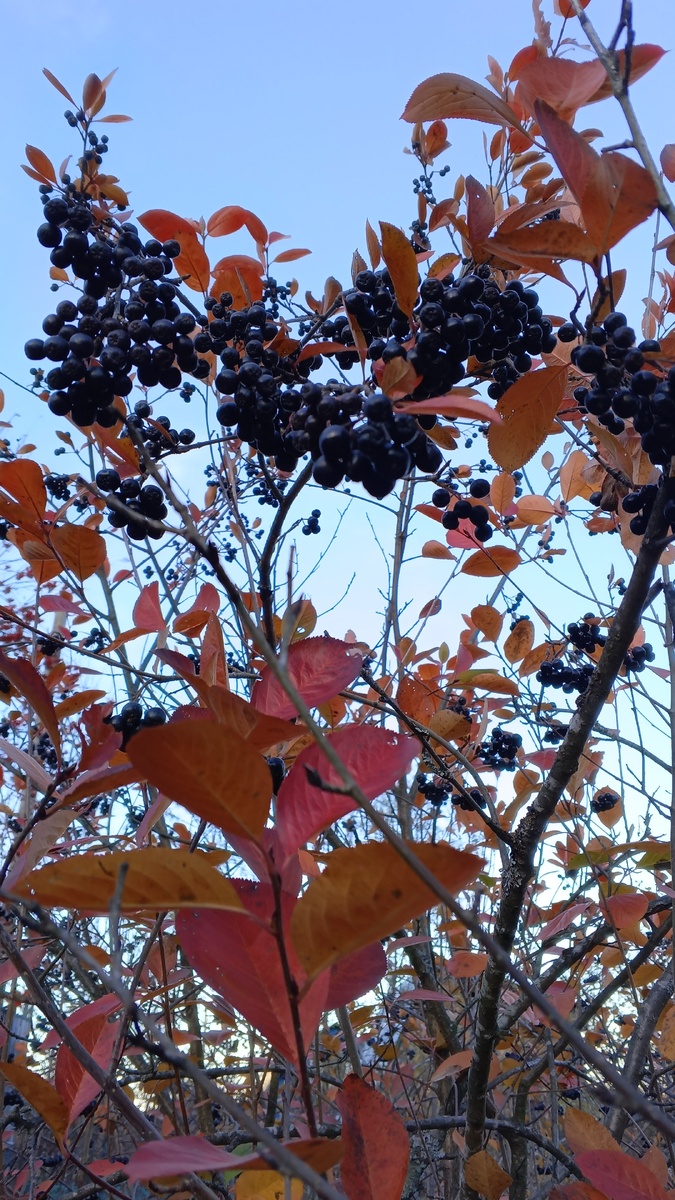 фото: осень, дача