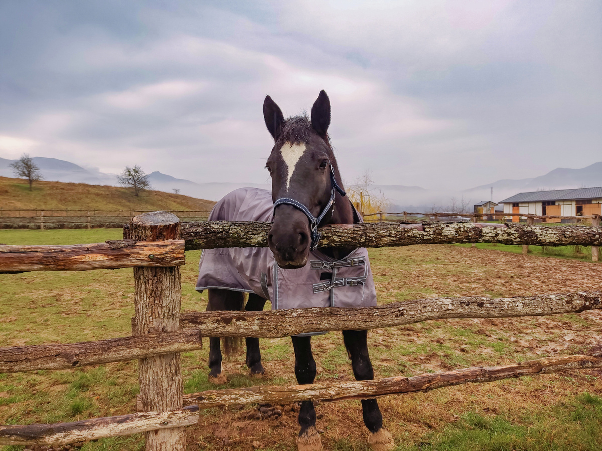 Лошадь Ницца
© Туристический портал Республики Крым, Кристина Безумнова 