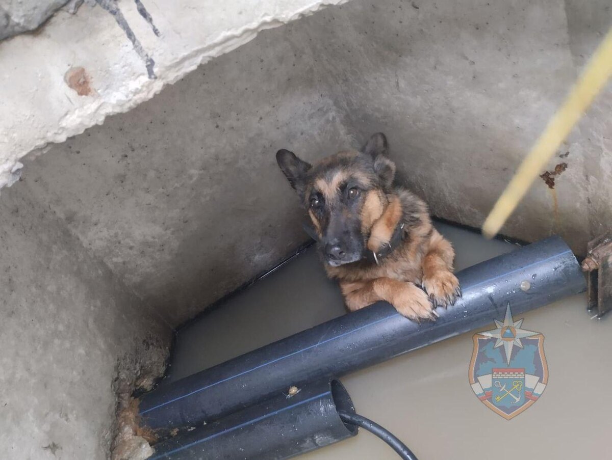 Фото: https://t.me/acclenobl
