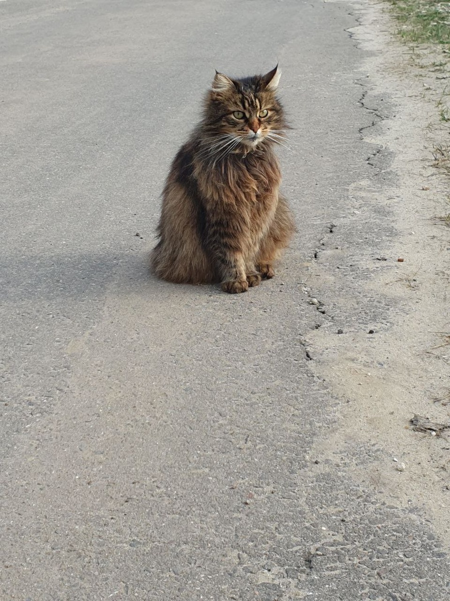 Дратути, это я