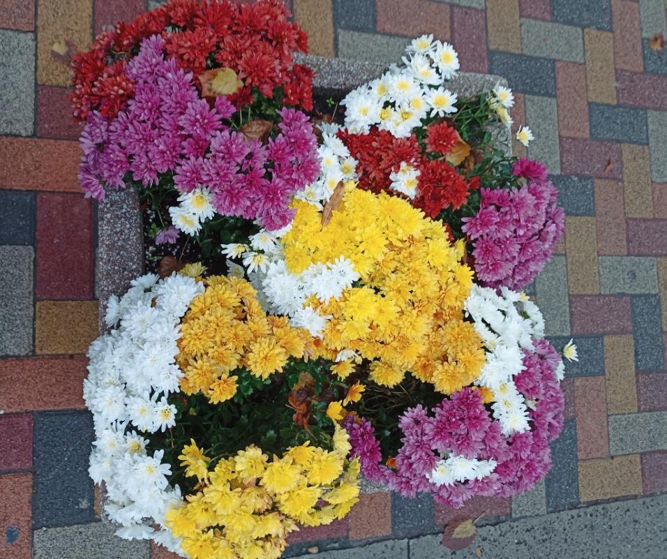 Думаю, эту клумбу видели многие гуляющие по центру города