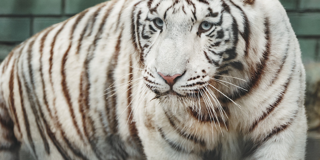 Самарский зоопарк. Просто, тесно, но упитанно.