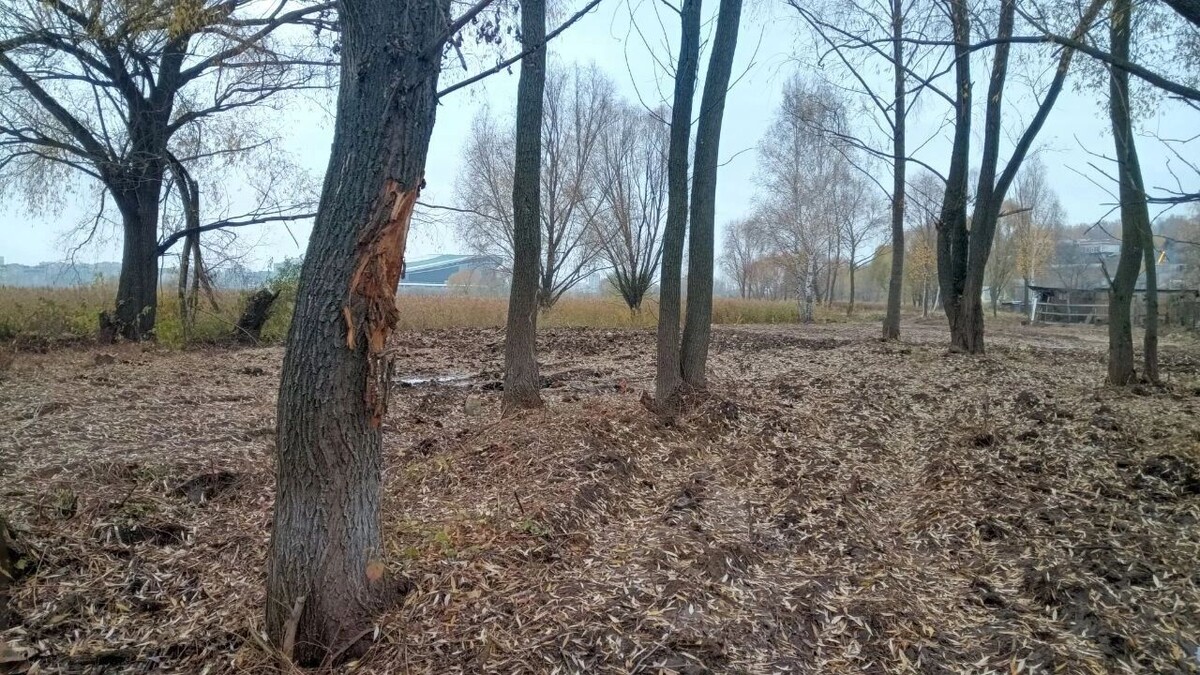     Источник: Антон Бортяков