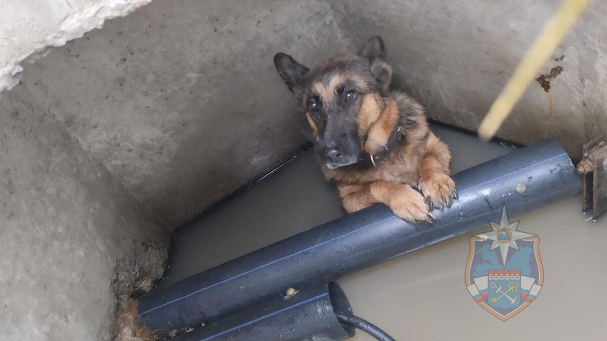    Фото: t.me/acclenobl