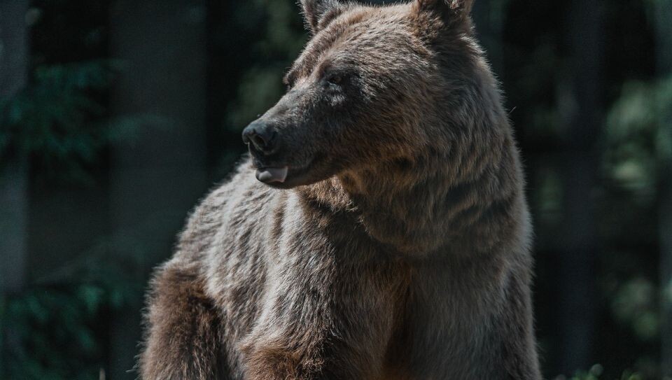    Медведь. Источник: unsplash.com