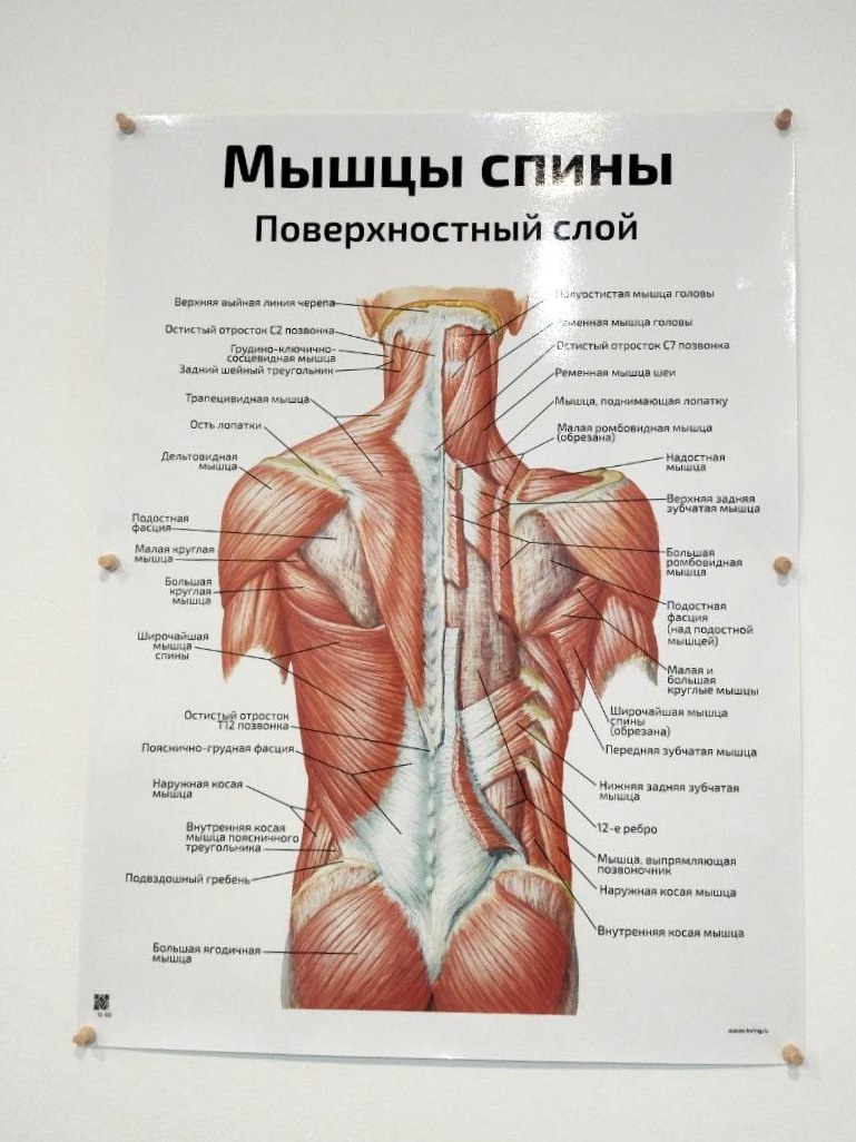 Наглядное пособие в кабинете массажа. И круглые, и косые, и широчайшие - все ноют! 😁