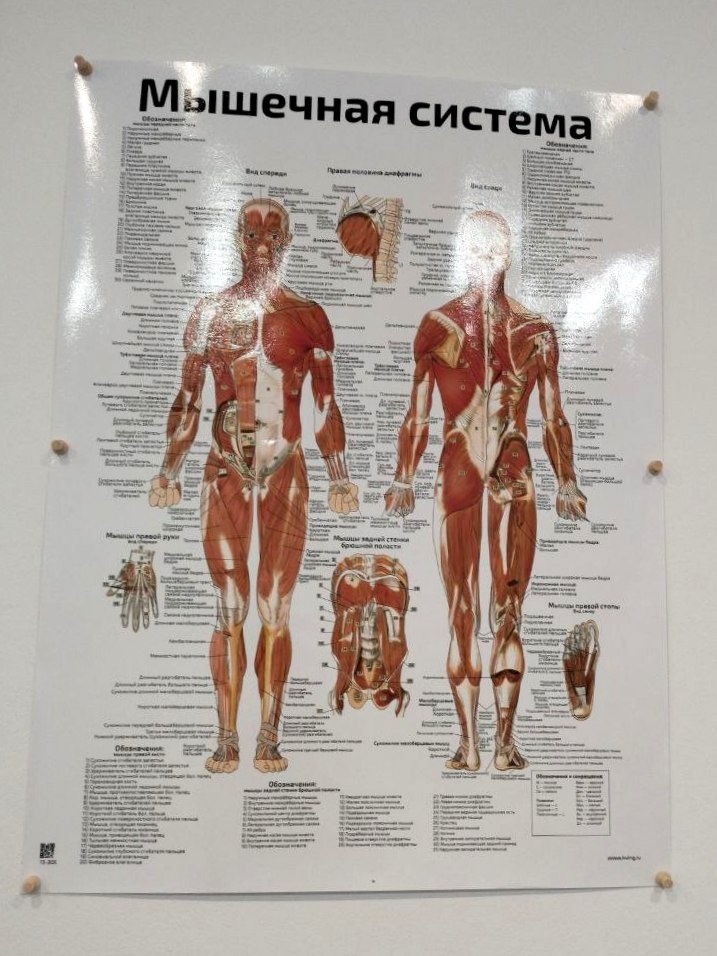 Наглядное пособие в кабинете массажа. Какой грустный мышечный дяденька! Аж кулаки сжал - может, ему тоже больно? 😁