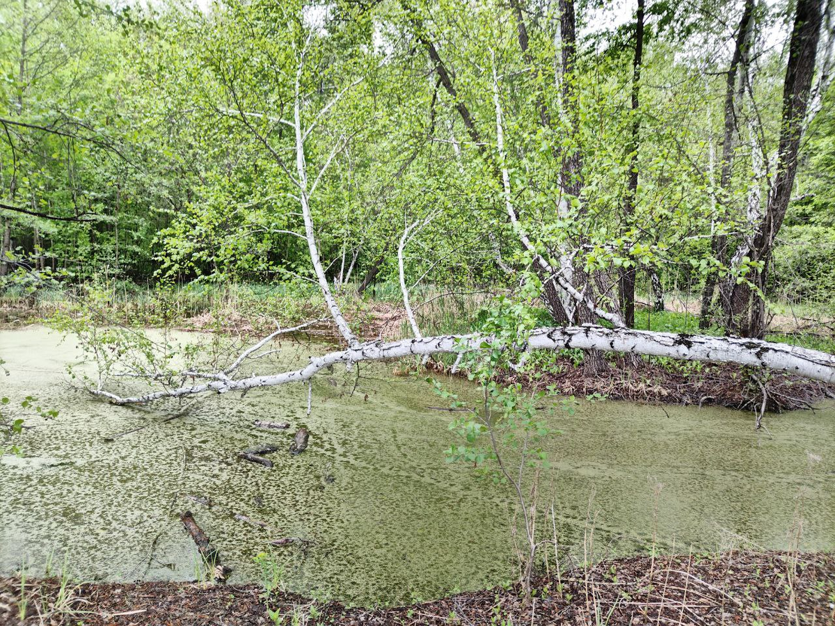 Фото автора.