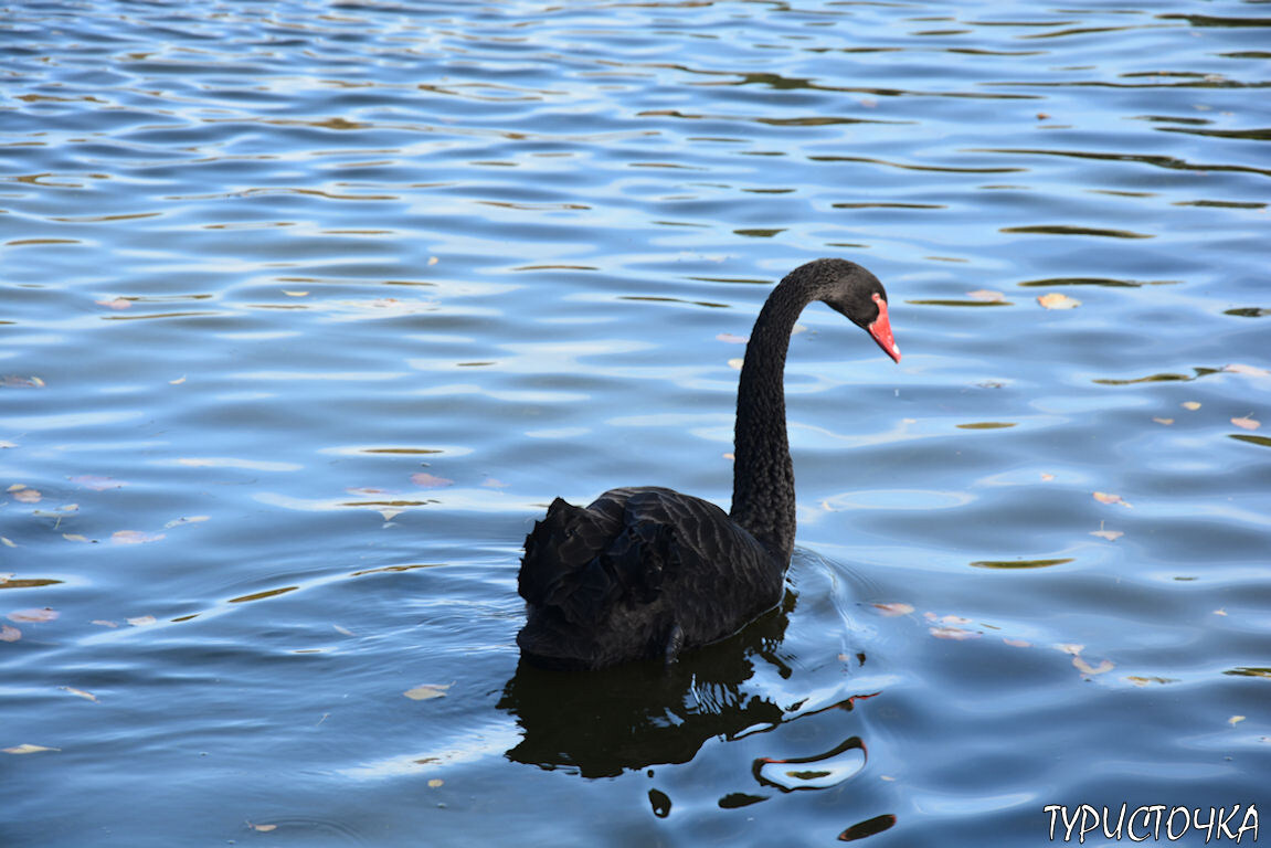 Чёрный лебедь