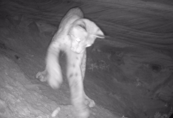 фото: @swamp_shambler/Ушами филина. Птицы и природа СПб и ЛО