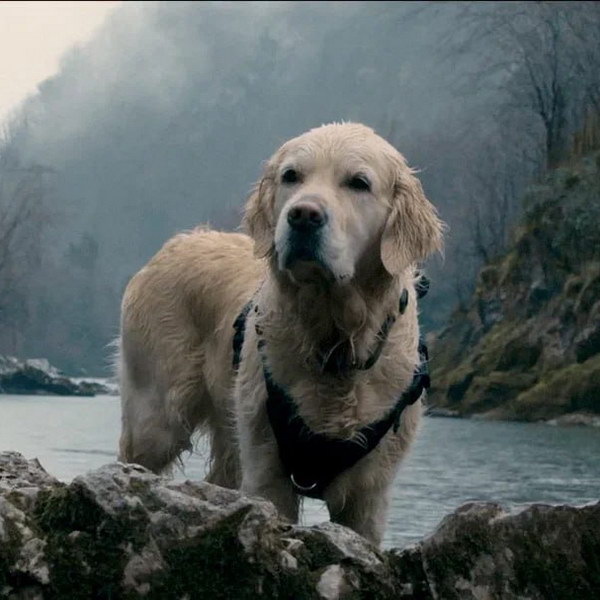     У Ивана Оганесяна появился четвероногий ангел-хранитель